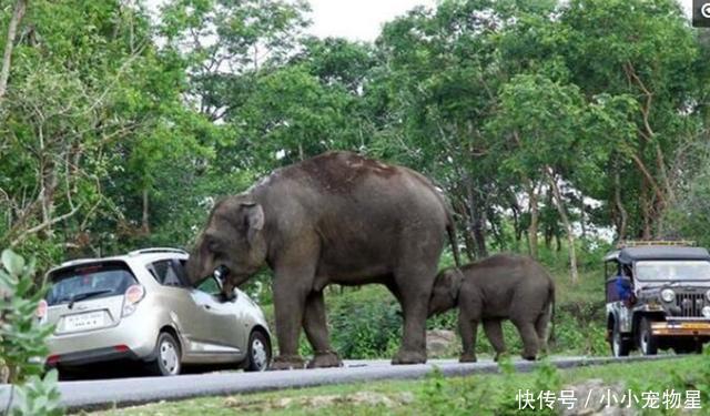 大象偷吃游客包包,游客心疼大象吃坏肚子,还找