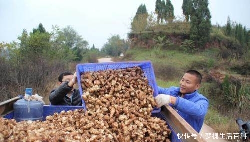 农村著名的“万年脏”，产品卖4万元1吨，农民用荒山种它也能致富