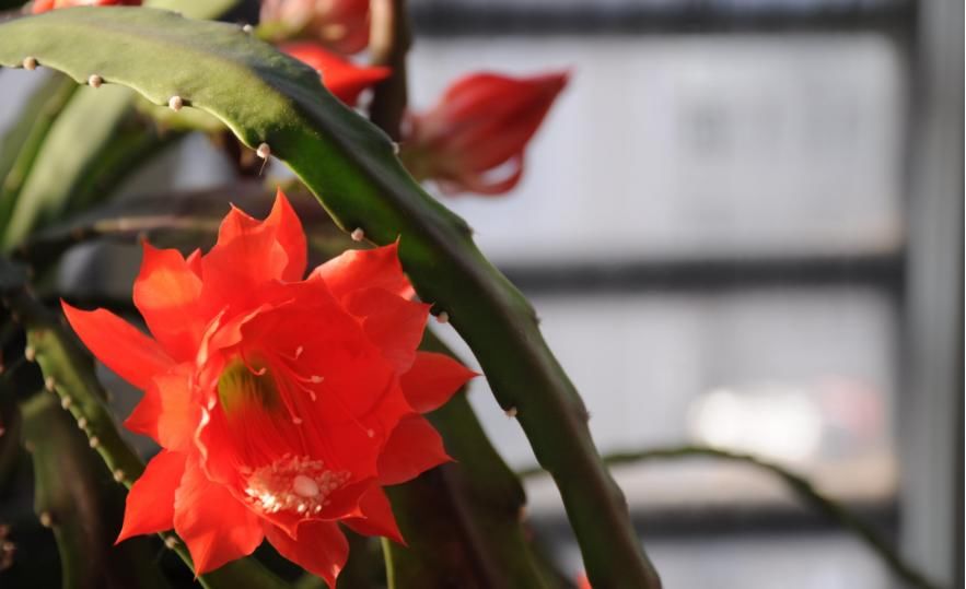  「令箭荷花」令箭荷花和昙花错误的种植方法，绝对不能这么种，越种长的越差