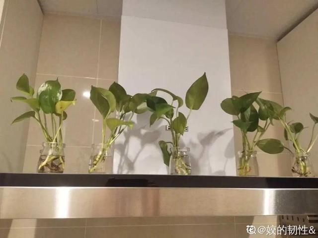  [最合适]1间房1盆花，养最合适的，全家都健康