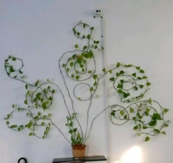 #花友#绿萝虽然很平常,打扮一下也能很惊艳!做一做造型,好看不少哦!