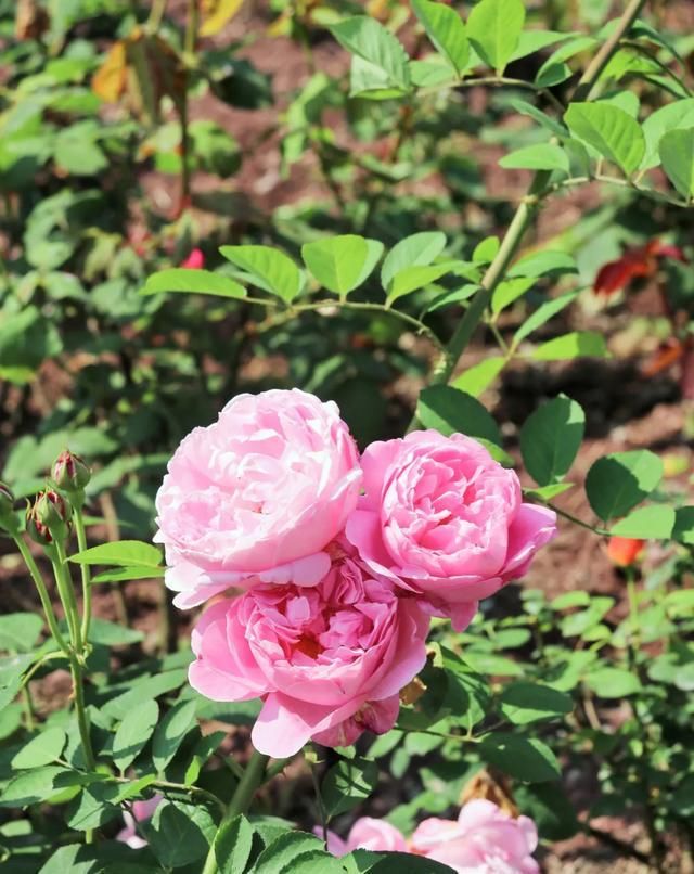  「开好」井研县丨花都开好了！10000余平方米月季花等你来赏