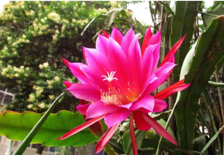  「令箭荷花」令箭荷花和昙花错误的种植方法，绝对不能这么种，越种长的越差
