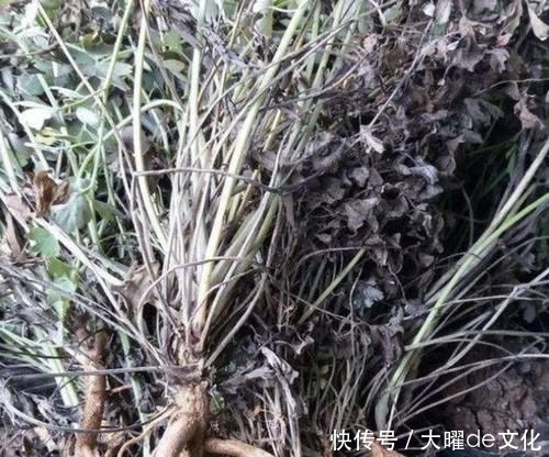  「值钱」珍贵的1种“野草”，能散发出“臭味”，其实很值钱，1斤“90元”