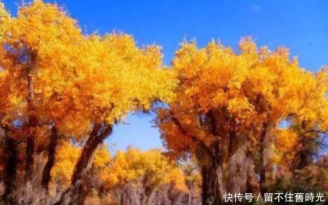  [新疆]中国胡杨在新疆，新疆胡杨看沙雅，沙雅胡杨甲天下！