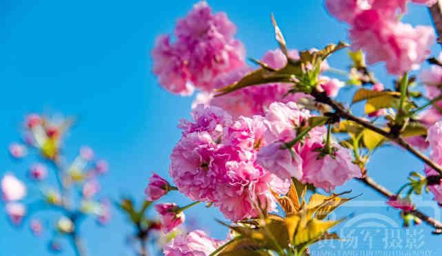  『樱花』遇见樱花盛开的美丽，春天里娇艳迷人的花朵