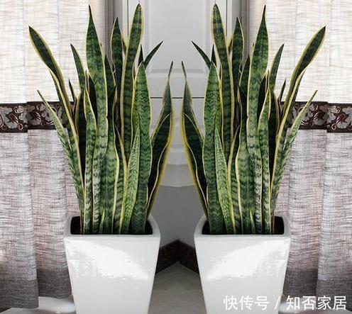  长寿花|这4种“花”，聪明人都不买，掐个枝，插土就能活，不花一分钱！