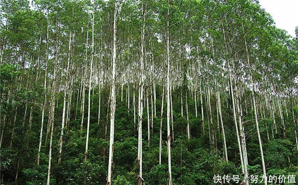  [种植]地球最能吸水的树，能长到将近五十层楼，为何中国却严令