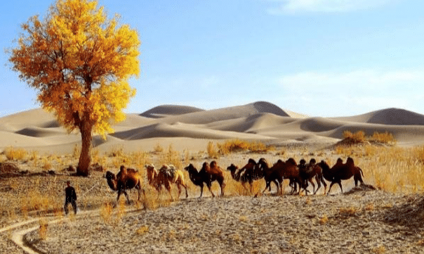 假如将中国的塔克拉玛干沙漠改造成绿洲，我国会有什么变化