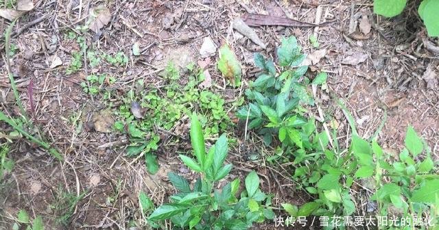 山里这种树，听名字可知作用，见到它可连根拔起，用它炖肉是一绝