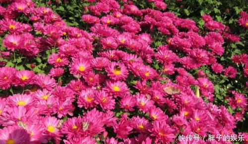  「就给大家分」春天养花选它，漂亮又好养，花期超半年，是家庭盆栽佳品！