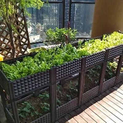  「蔬菜」明星都开始在家种菜了，你心动了吗？