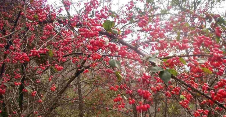 这种果子农村娃都吃过，长得像枸杞，如今一斤40元是一味中草药
