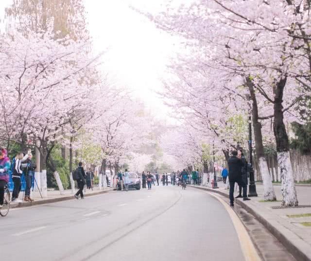 国内最灵“姻缘庙”，三生石上樱花树下，执子之手与子偕老