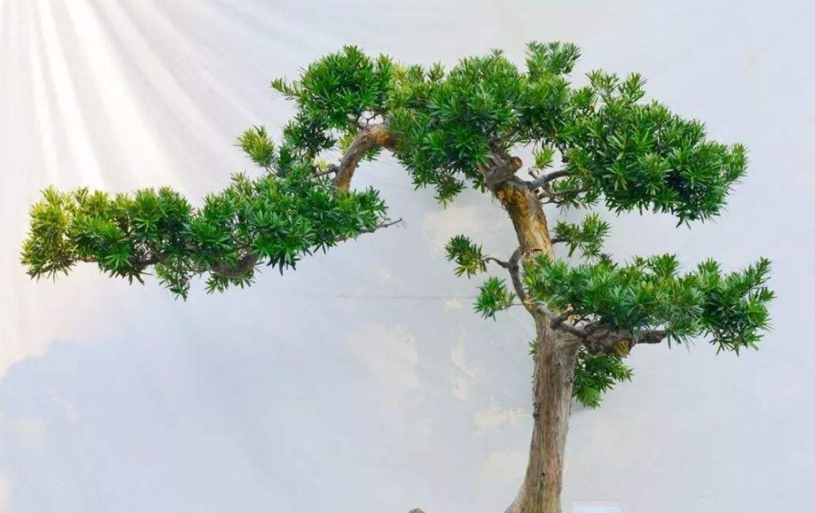 打造■小罗汉松长成“盆景”,需要掌握这“4点”,才能加快速成长
