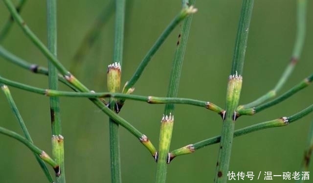 水田边的“假竹子”，老农叫它“笔杆子”，心是空的，价值好珍贵