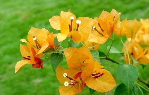  「植物」夏天养这几款花，沾土就活，开花一簇一簇，阳台美成“大观园”