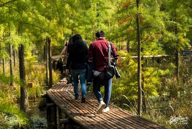 南京池杉湖，华东地区最大的水上池杉林，秋色醉美的观鸟胜地