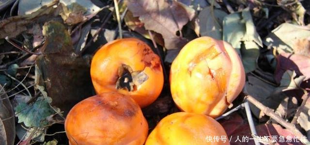 这水果产量很高，30年前抢着吃，如今5毛一斤，烂在树上没人要