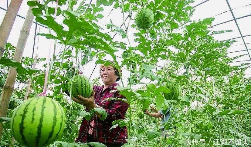  「农妇」5旬农妇种出彩虹西瓜，现在每亩收入6万元，从此走上致
