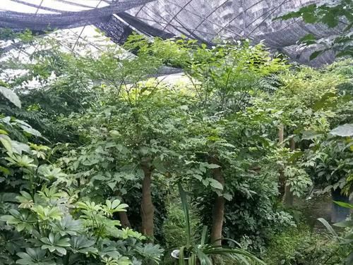  幸福树@幸福树冲天长瘦弱无造型？舍不得修剪和晒太阳的幸福树并不幸福