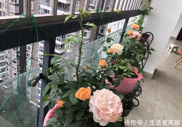 【长到爆盆】这“8种花”阳台院子都能种,丢土里就长,30天长爆盆,太好养了