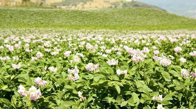  「铃薯的生长」新型种植方法：稻田免耕、稻草覆盖秋马铃薯栽培技术