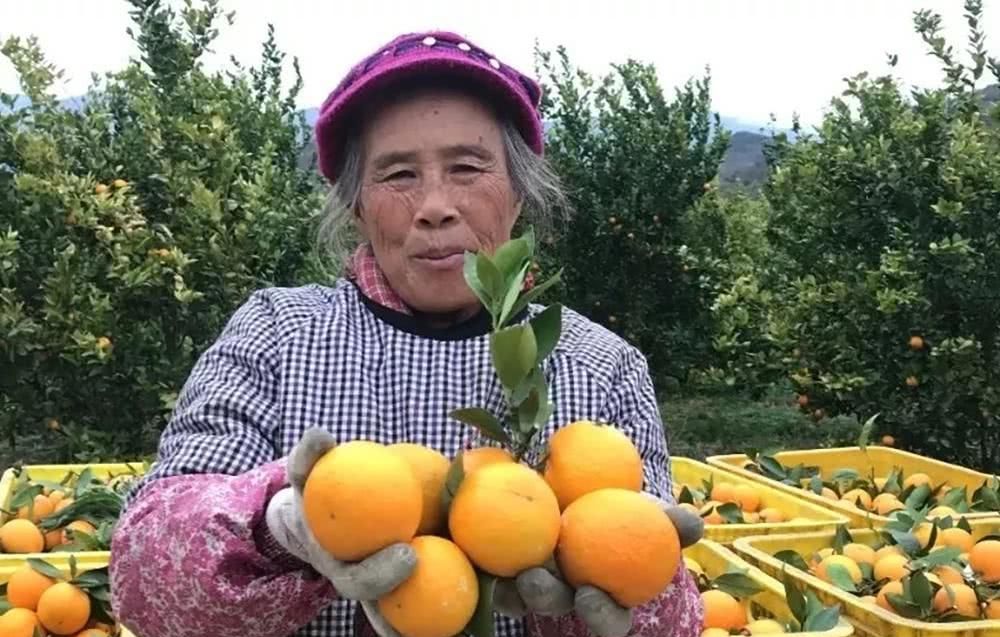  「冻烂」20亩果子即将冻烂，果农心急如焚，只盼年前能卖掉