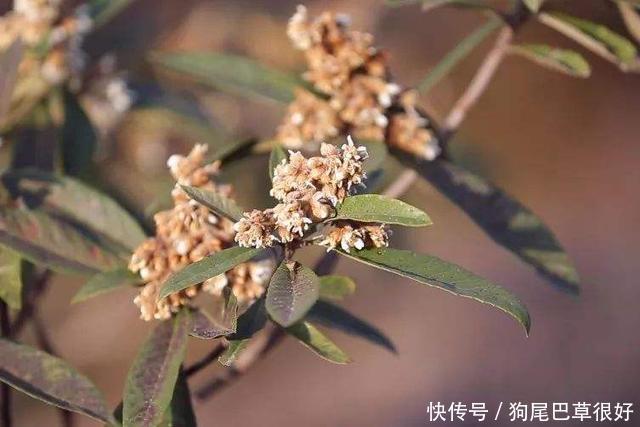 农村常见的一野花，长得和桂花很像，没想到一斤竟然能卖到几万元