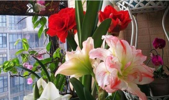 简洁■夏天已到,这款花卉养在家里,花型简洁素雅,花色洁白