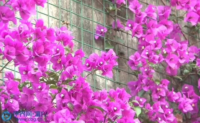  城市|三角梅朵朵绽放 城市增添勃勃生机