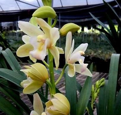 「品种」它是“香花之首”,花香浓郁,花色艳丽,几块钱就能买一盆