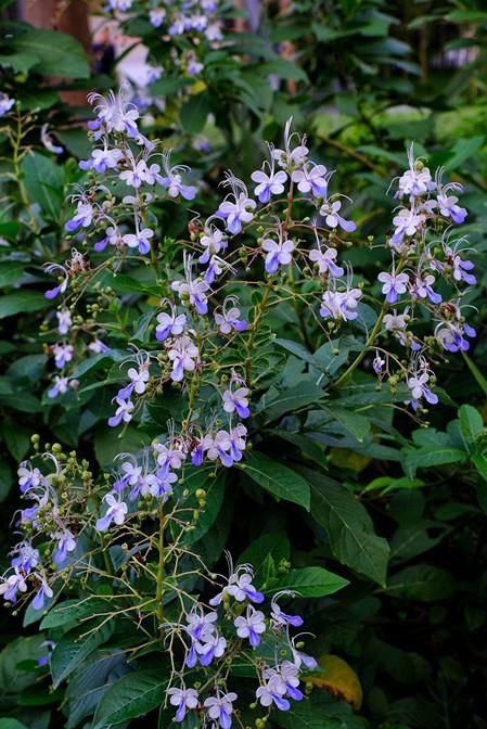  此种|此种新型观赏植物，花朵似蝴蝶，四季有花开，种植也很容易