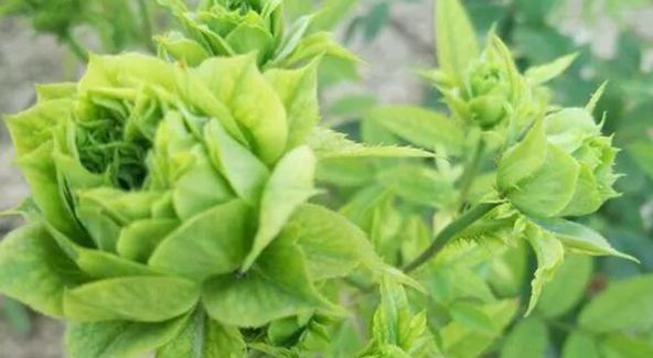  『珍品』喜欢玫瑰，不如就养盆“珍品”结绿珍，开花碧洁如玉，清秀淡雅！