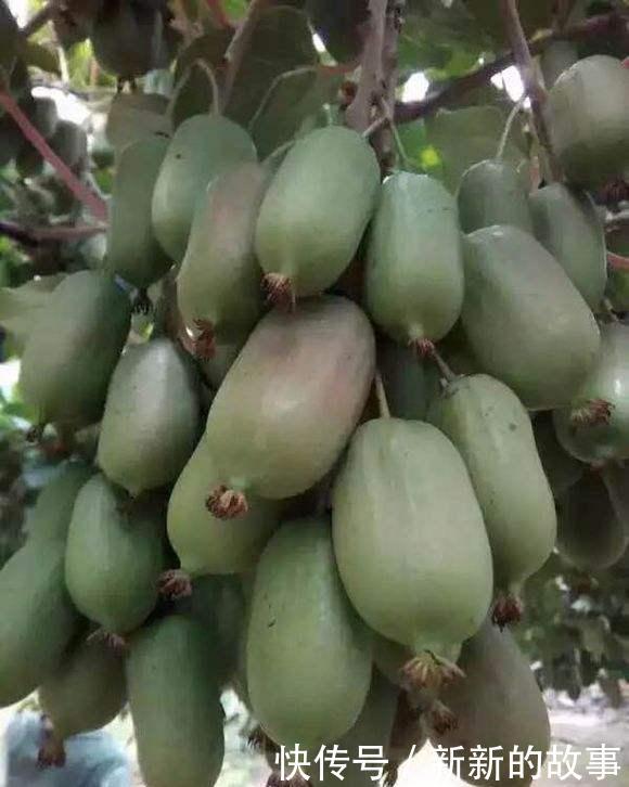  【种植】院子里不要种菜了! 此果树﹣30度冻不死, 1年能结200斤,