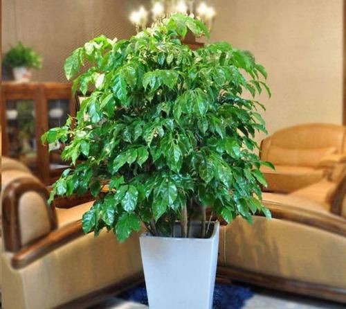  『寓意』这3种花，家家户户都能养，四季油绿寓意好，养在家中心情好