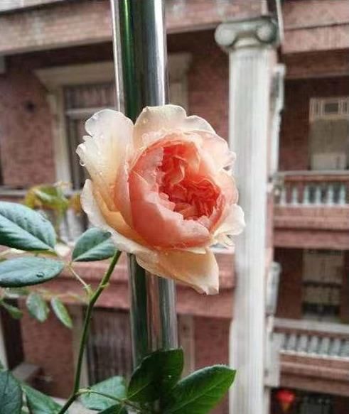  优秀■此花又名“真优秀”，花香浓郁，花色好看，极为好养，几乎零差评
