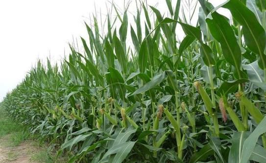  事件：一场500年前的生物入侵事件，竟让中国成为人口最多国家