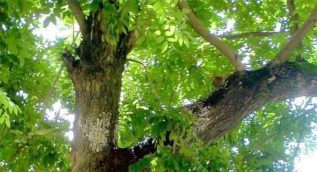 农村非常值钱的树，以前被农民当柴烧，现在一公斤9000元