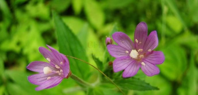  「野花野草」人称“柳叶菜”，又叫鱼鳞草，价值珍贵，野外常有，认识的人不多