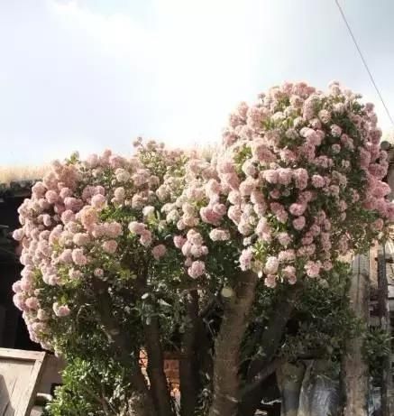  『随便』10种“清菌花”，随便养一盆，“病菌”少一半，总有一种适合您
