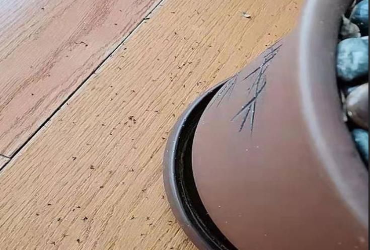  【沙子】沙子养花很神奇，抓一把铺盆里，小黑飞虫都不见了，还有三大好处