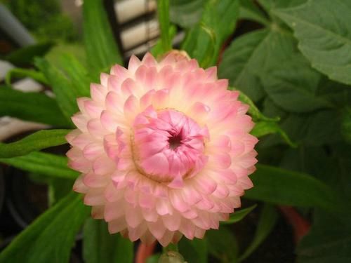  「养盆」喜欢养花，不如养盆蜡菊，花量丰富，似金色的太阳，光彩夺目