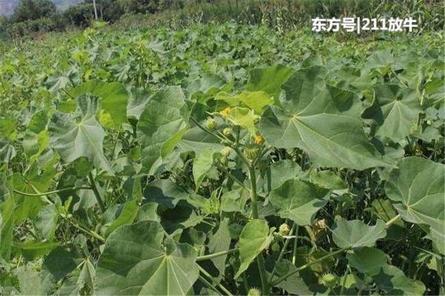 人称“车轮草”，过去农村很常见，如今一斤10元，有人大量种植