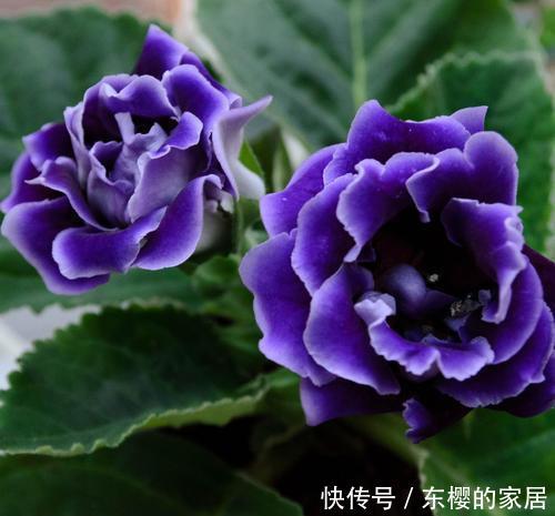 扦插■大岩桐“睡醒了”,不用种子也能繁殖!2个好方法学会一种就够了