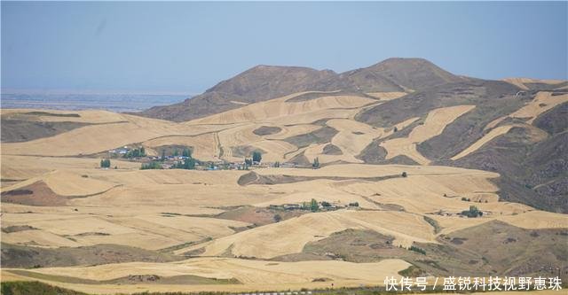 9月来新疆旅行，江布拉克的万亩麦子丰收宛若一幅天然风景画