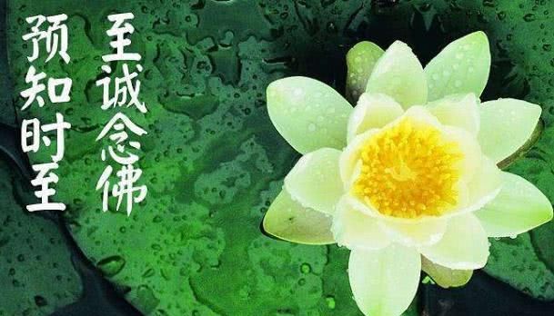 金刚经“以音声求我，不能见如来”和念佛矛盾吗，大安法师开示