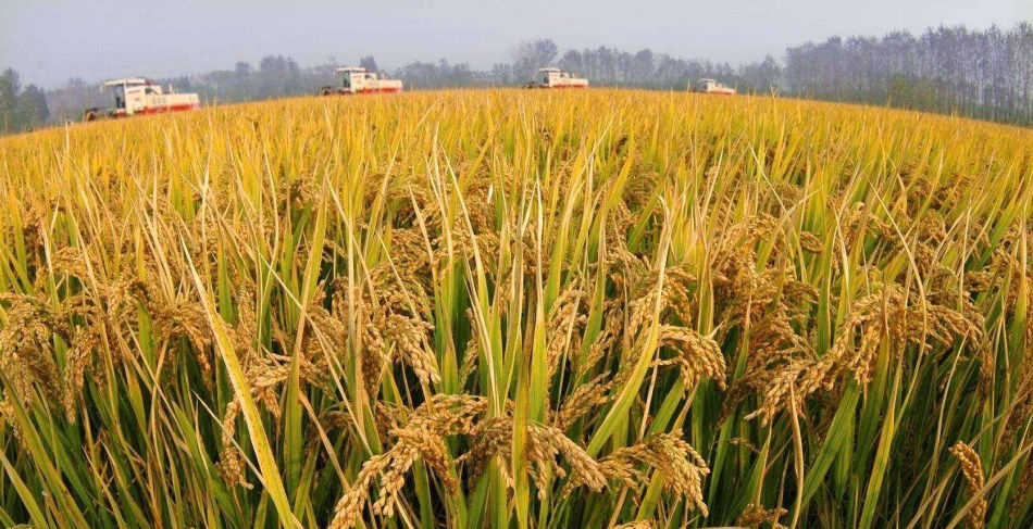  [猪肉价格]炒猪，炒苹果，炒大蒜，甚至连粮食都“炒”吗？ 农民