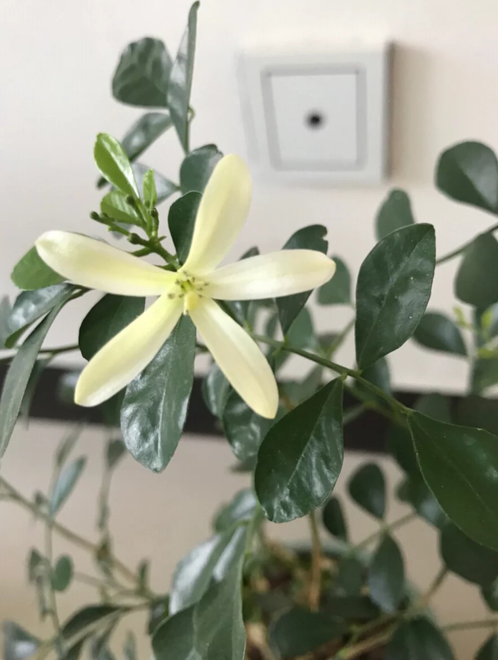 此样:把院子的地砖丢了!学苏州人此样整,有才!来客夸有情调
