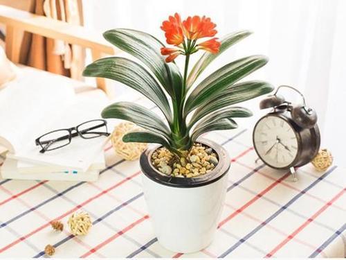 卧室养绿植不懂互补，将来追悔莫及！